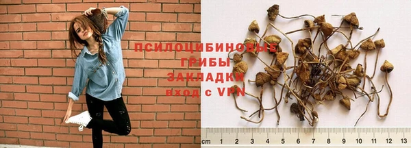 прущие грибы Балахна